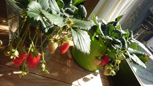 c0140516_21433486.jpg