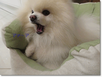 b0167519_21475802.gif