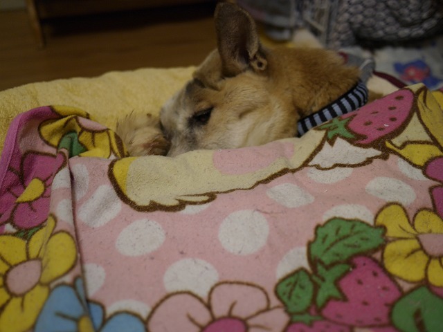 f0282319_17520023.jpg