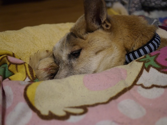 f0282319_17521047.jpg