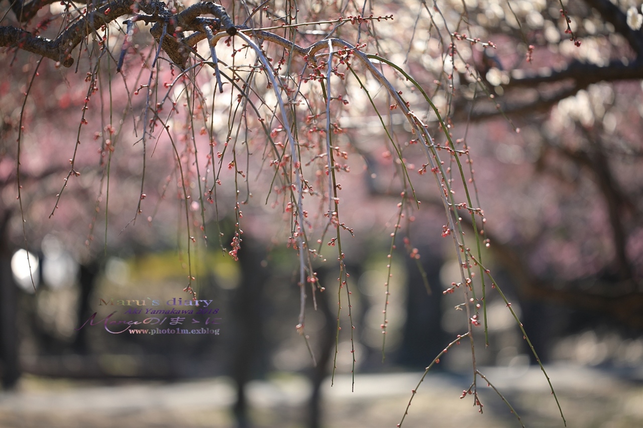 まゝに/3月の散策・所沢航空公園。梅林_d0342426_16584536.jpg