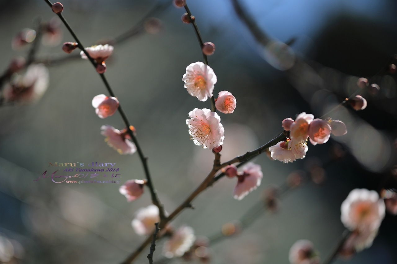 まゝに/3月の散策・所沢航空公園。梅林_d0342426_16585402.jpg