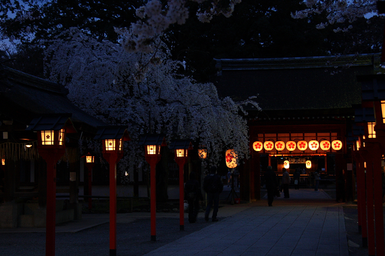京都回顧 桜の平野神社ライトアップ ｍｅｍｏｒｙ ｏｆ ｋｙｏｔｏｌｉｆｅ