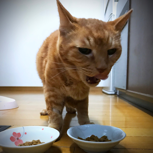 つめとぎ!_d0355333_20423069.jpg