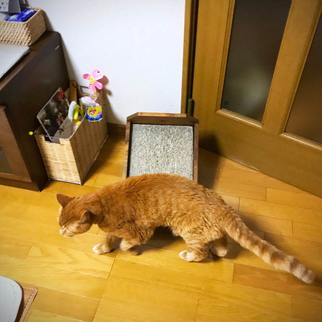 つめとぎ!_d0355333_20423939.jpg