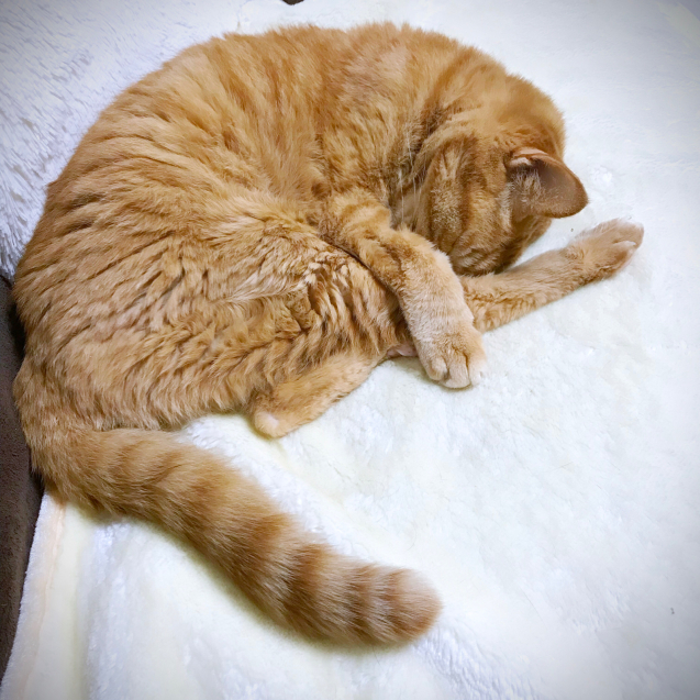 つめとぎ!_d0355333_23224033.jpg