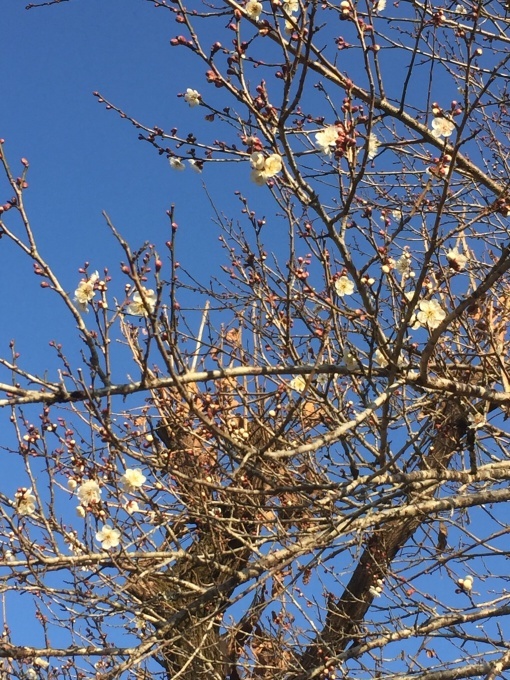 b0369239_11491991.jpeg