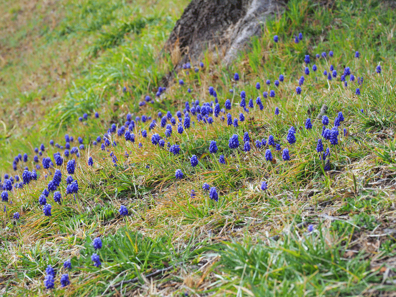 d0290240_17203230.gif