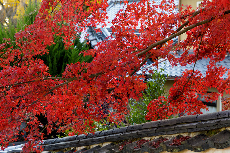 京都の紅葉2017 色とりどりの宝積寺_f0155048_23322796.jpg