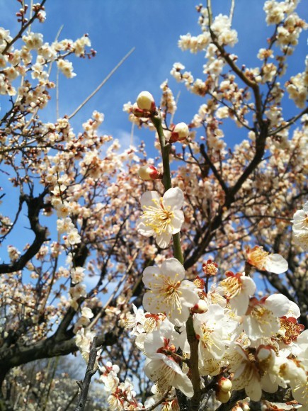 梅の花を愛でる♪_b0118850_10285829.jpg