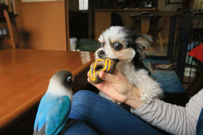 c0145250_16332013.gif