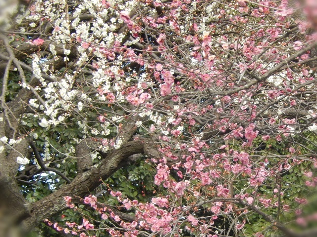 　　　　　　　　　　　　　　　　　　　百草園の梅　　3月2日_d0075453_22150454.jpg