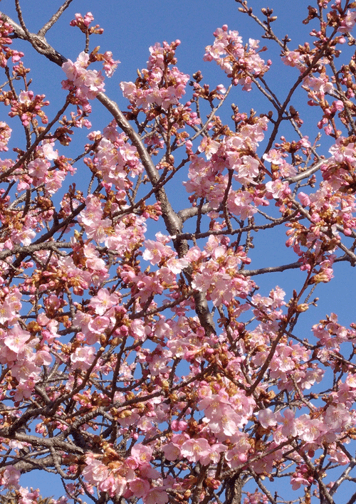 a0001354_00230297.gif