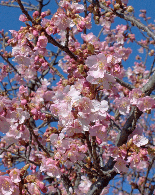 a0001354_00232627.gif