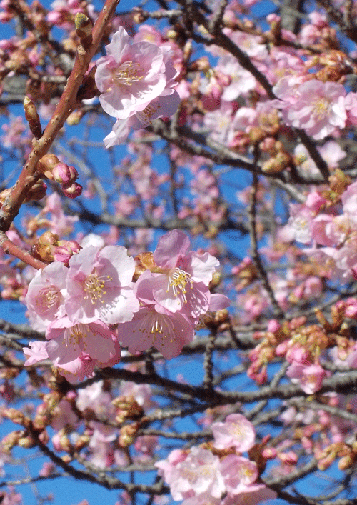 a0001354_00244051.gif