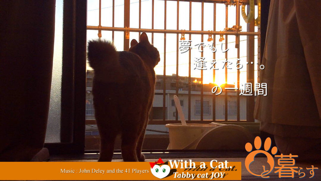 猫と暮らす とら猫JOYのもふもふ日記 - The SKY - Timelapse. :: 猫と暮らす(ΦωΦ)