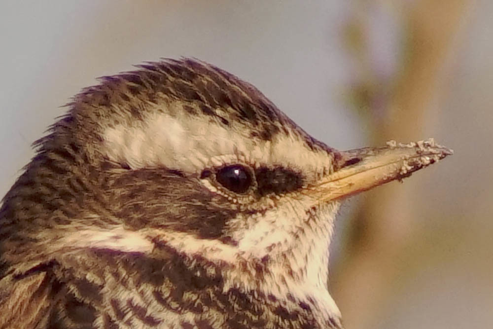 e0019563_17515006.jpg