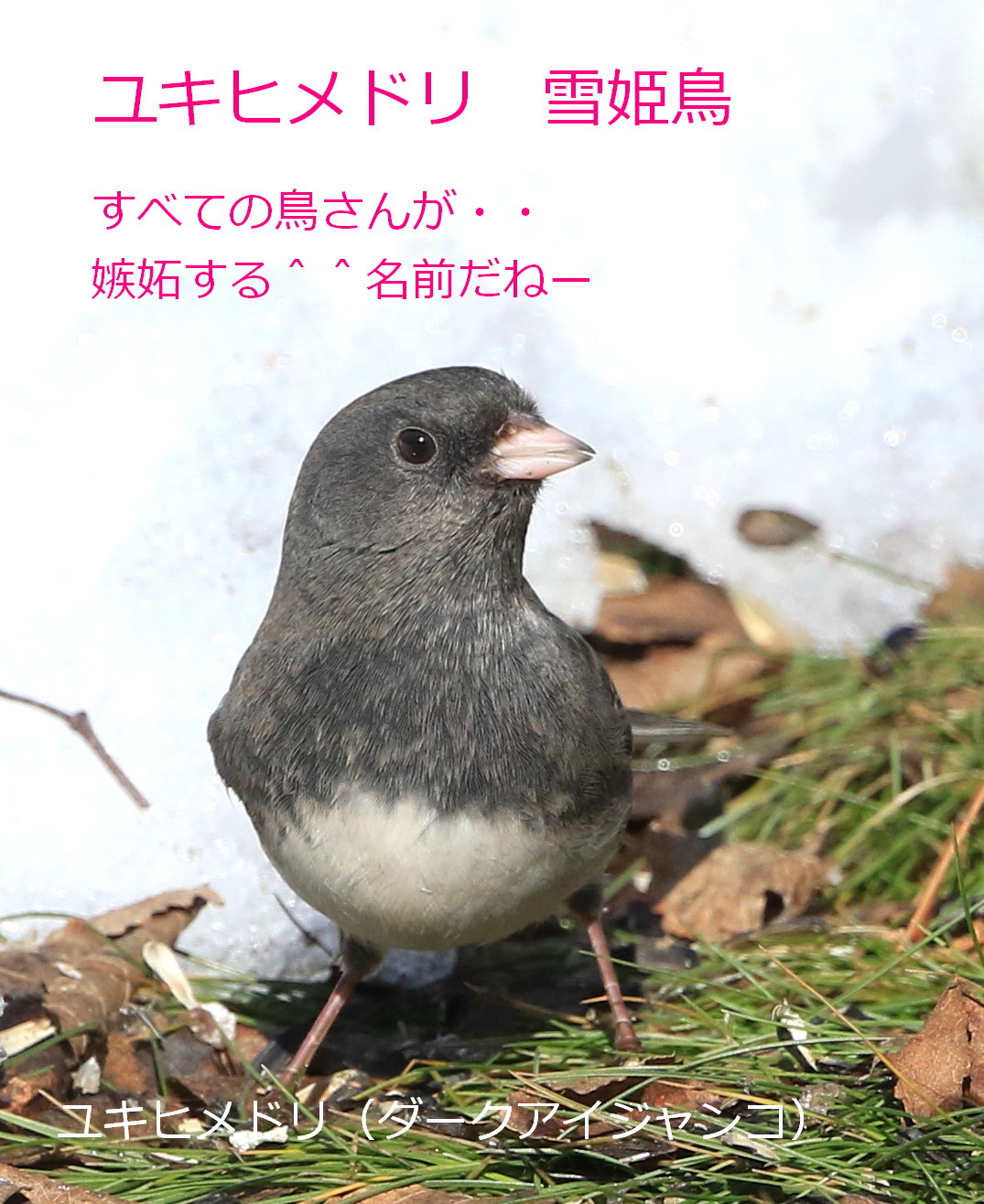 雪姫鳥 アイヌモシリの野生たち 獣と野鳥の写真図鑑