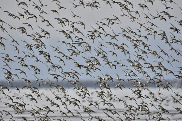 有明海の干潟＿その５（ハマシギ/Dunlin）_f0365975_10255691.jpg