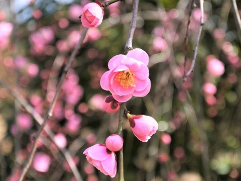 a0147281_21142080.jpg