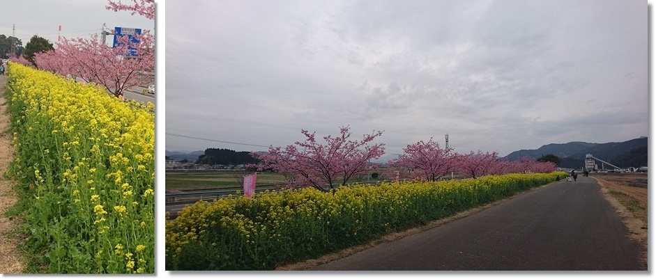 満開の河津桜と菜の花・・・と　我がお庭♪_e0223684_20551013.jpg
