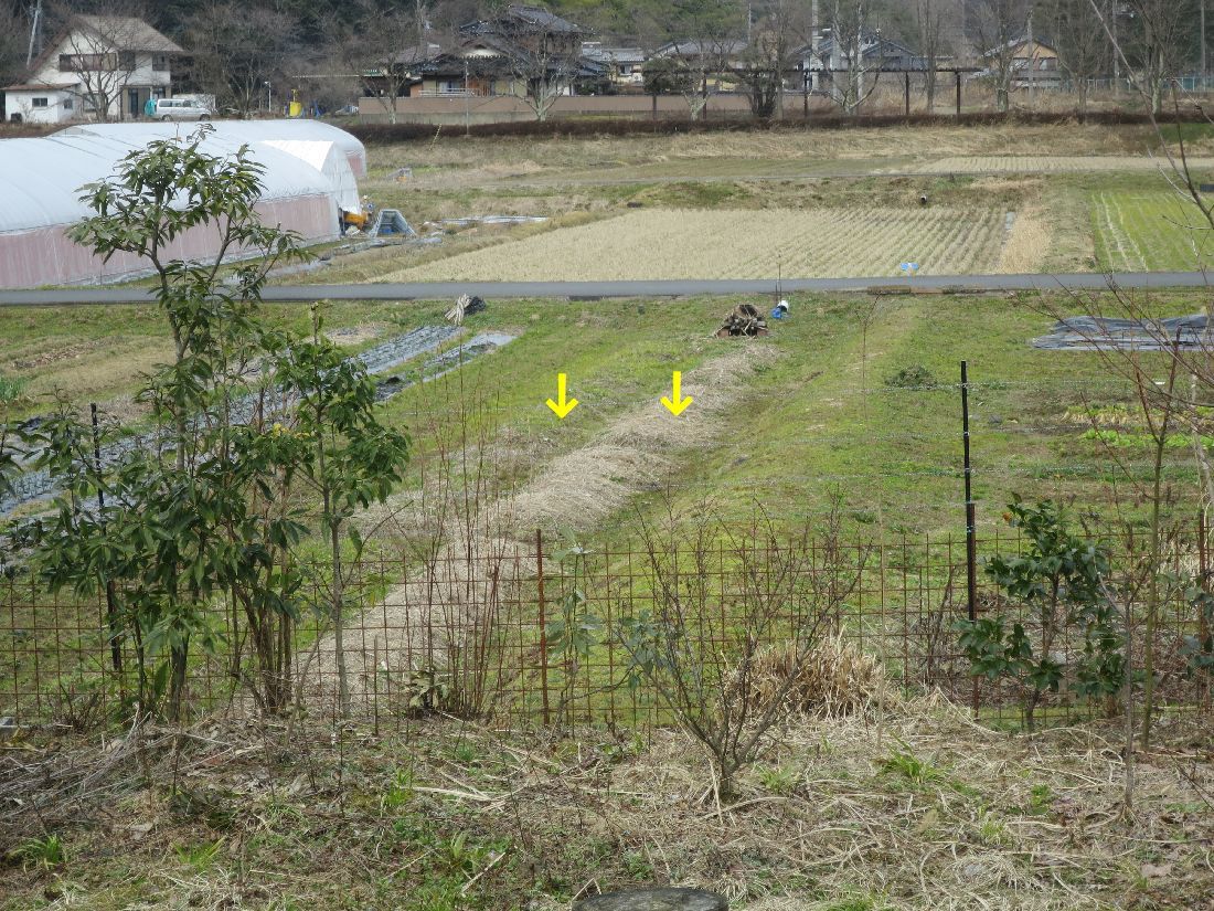 他所へ嫁いだブルーベリーの様子見_d0357288_21543762.jpg