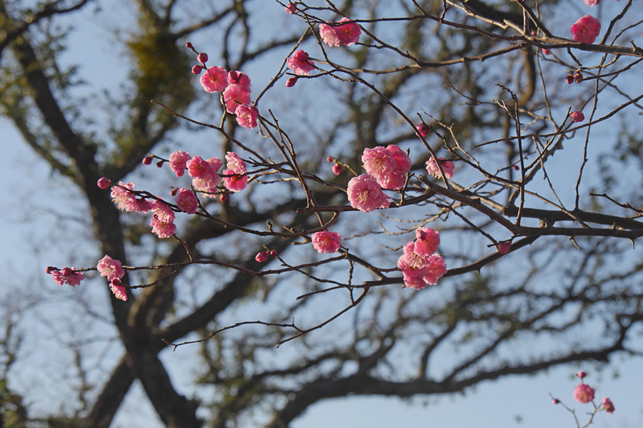 17.02.17：福岡城址の梅散策４－完　_c0007190_16462067.jpg