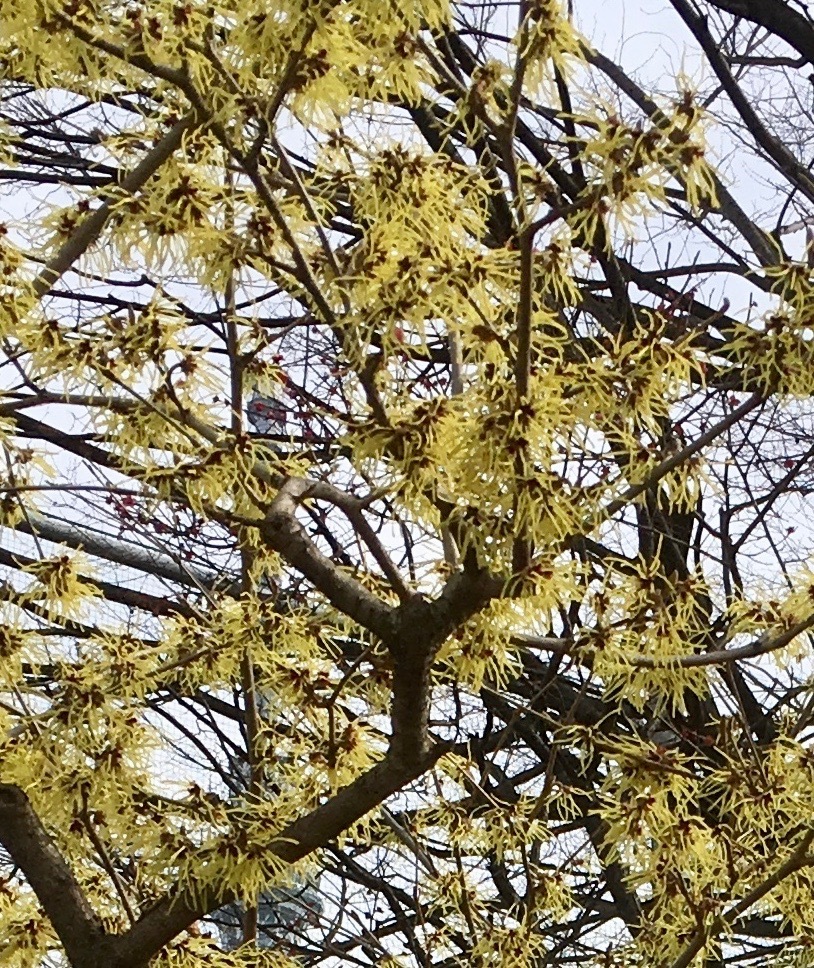 長命寺の桜餅_a0326292_15535459.jpg