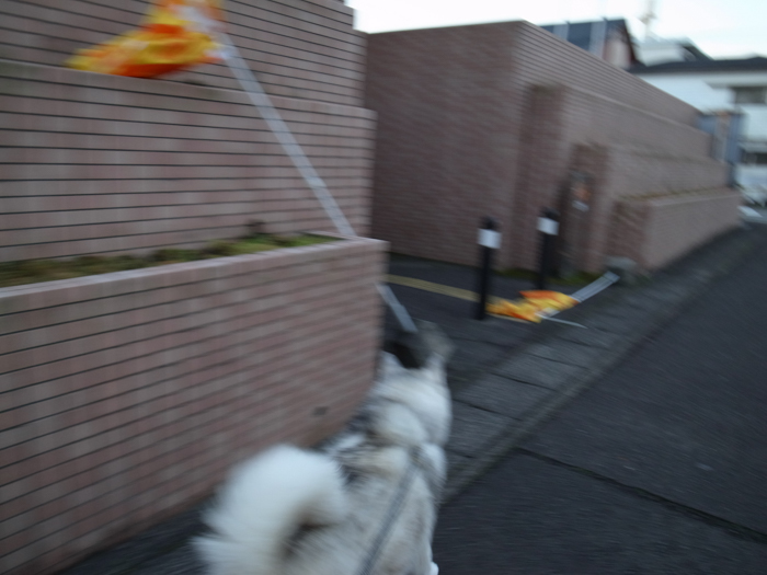 c0049299_21470782.jpg