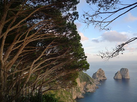 風で斜めになった木 （Capri 14）_d0006400_2102897.jpg