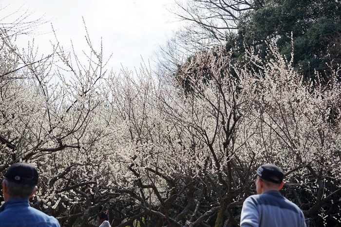 板橋梅まつり_c0187503_16233302.jpg