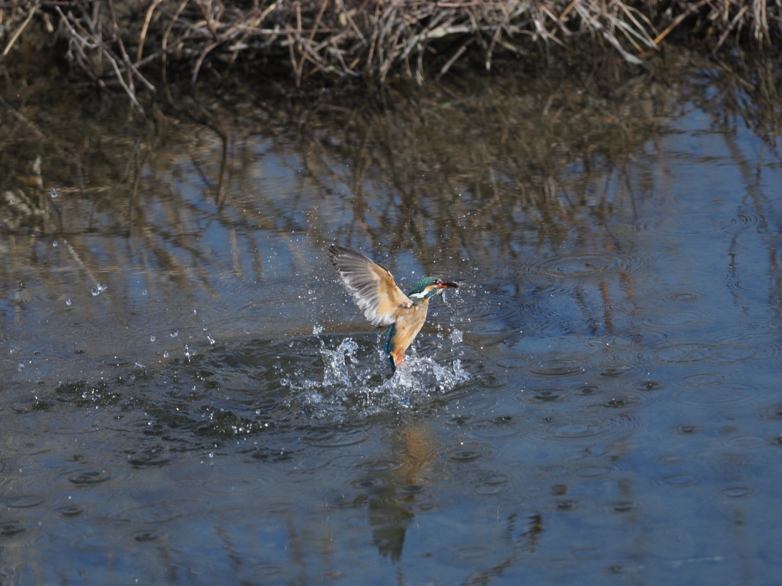a0117507_23352905.jpg