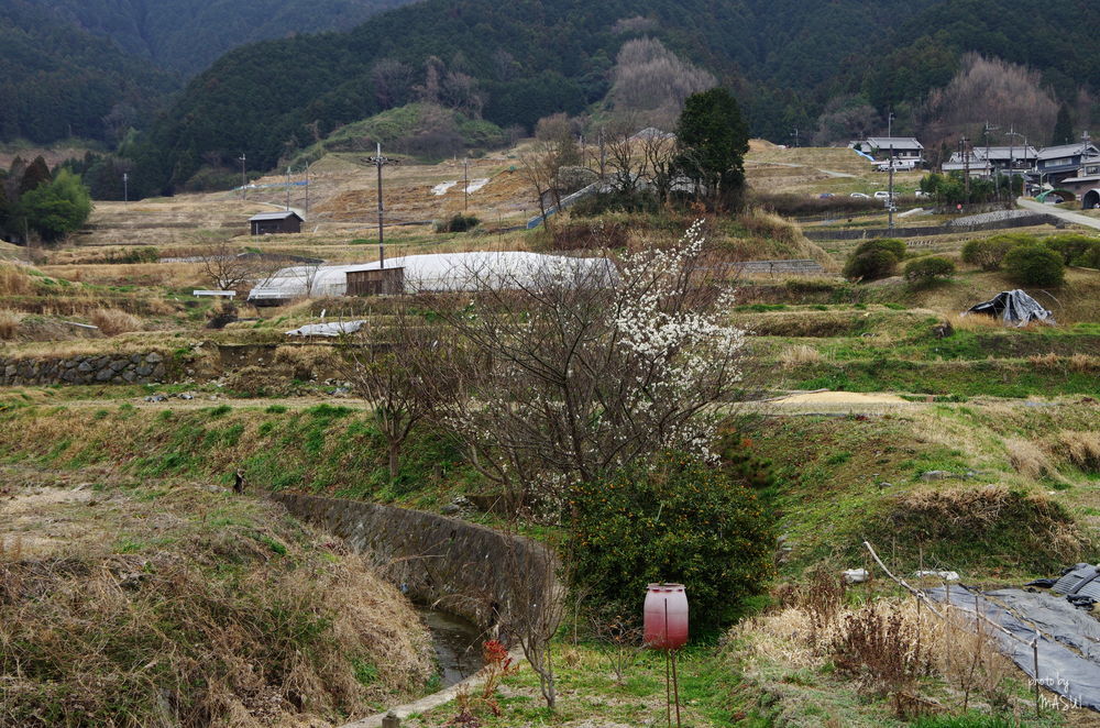 明日香村阪田　ちょっと物足りない ④_d0342307_21403261.jpg