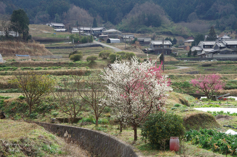 明日香村阪田　ちょっと物足りない ④_d0342307_21420162.jpg