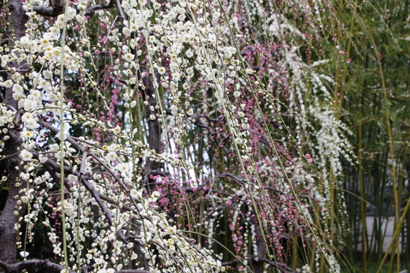 城南宮　しだれ梅　開花始まる_e0048413_20373383.jpg