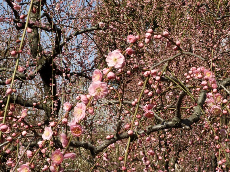 城南宮　しだれ梅　開花始まる_e0048413_20403211.jpg