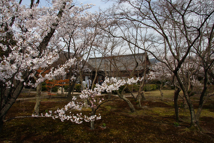 そうだ 京都、行こう。 －2018年桜 勧修寺－ _b0169330_0125346.jpg