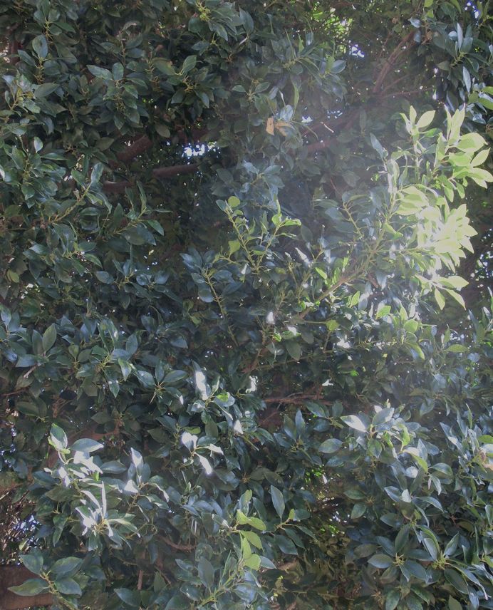 a0126632_14283624.gif