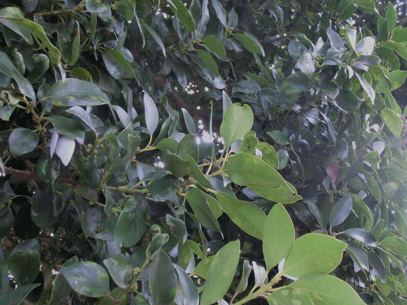 a0126632_14401432.gif