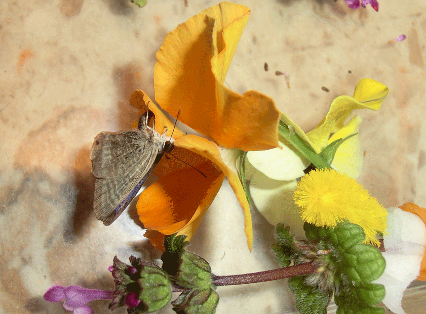 a0126632_14574849.gif