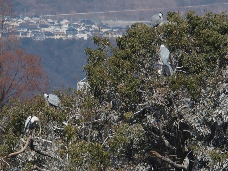 野鳥の楽園_b0190540_00255135.jpg