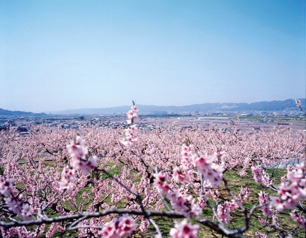 桃の花～全国の名所_d0262943_23593711.jpg