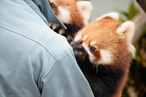 だっこジャズメロ レッサーパンダ もふてく放浪記