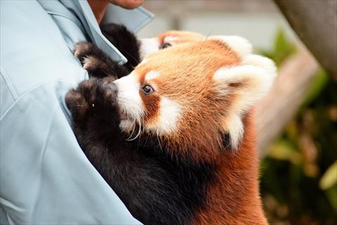 だっこジャズメロ レッサーパンダ もふてく放浪記 だっこジャズメロ レッサーパンダ もふてく放浪記