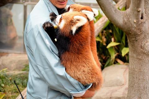 だっこジャズメロ レッサーパンダ もふてく放浪記