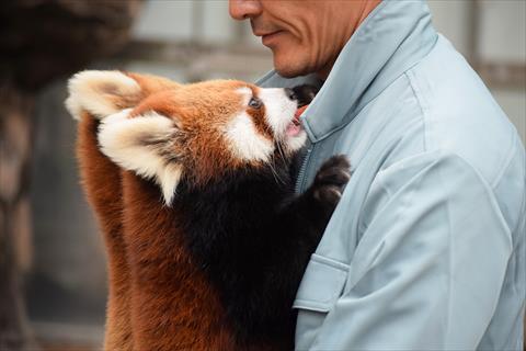だっこジャズメロ レッサーパンダ もふてく放浪記