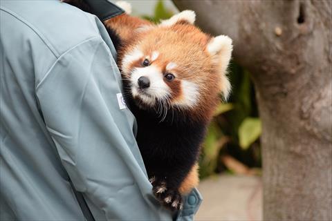 だっこジャズメロ レッサーパンダ もふてく放浪記
