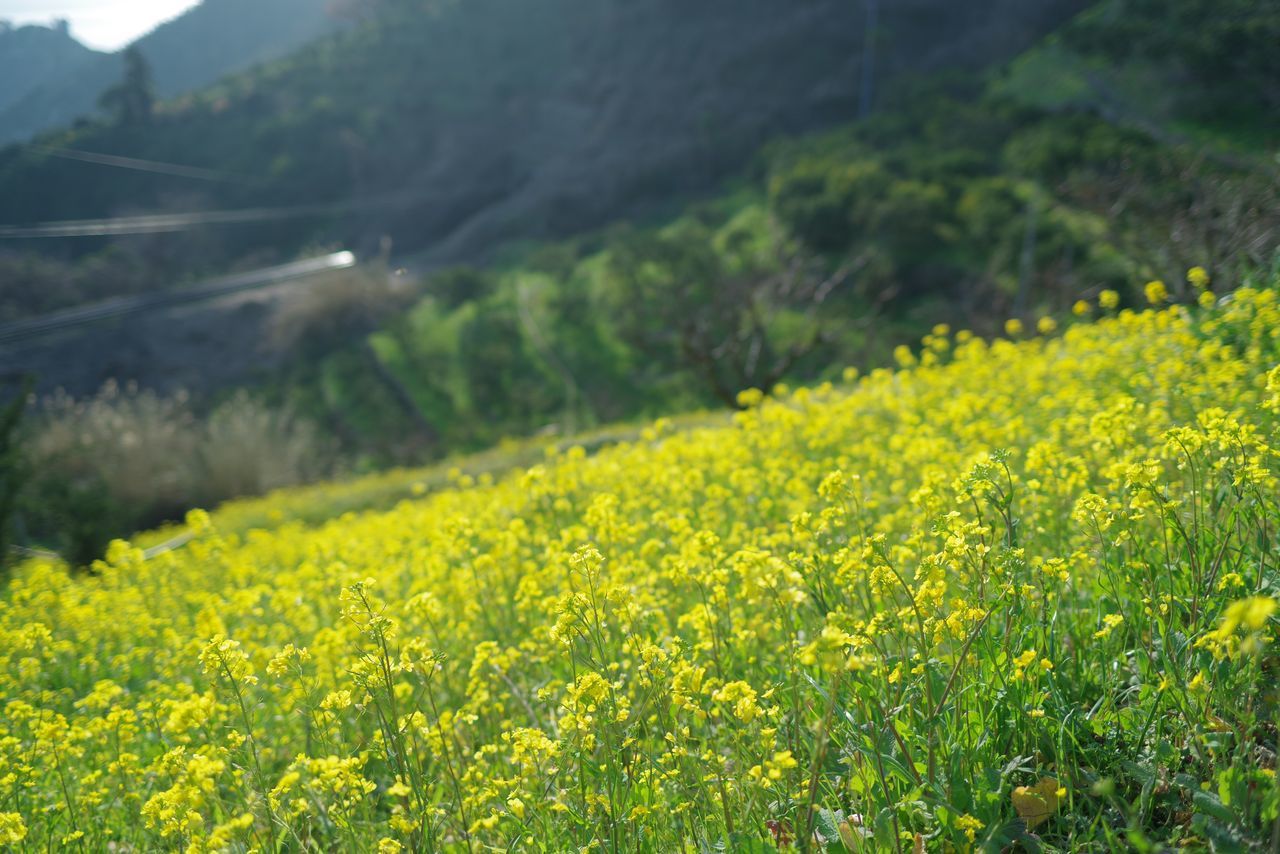 いつもの春の光景②_d0360256_21265821.jpg