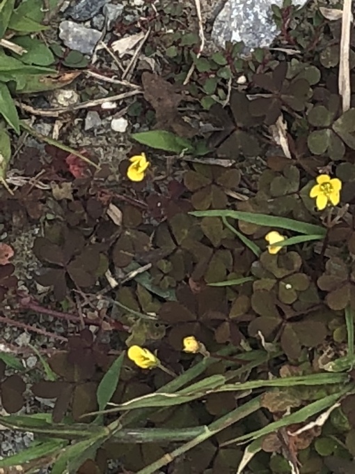 カタバミの種類 アカバカタバミなど 写真と短い文章 5 カタバミの種類 アカバカタバミなど 写真と短い文章 5