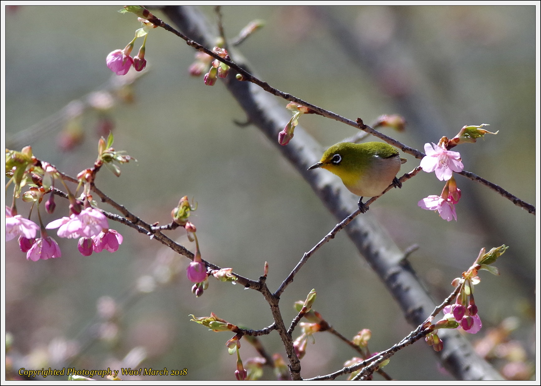 河津桜メジロ_c0198669_18233873.jpg